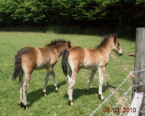 Exmoor Foals