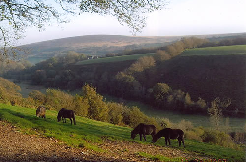 Exmoor Ponies Grazing